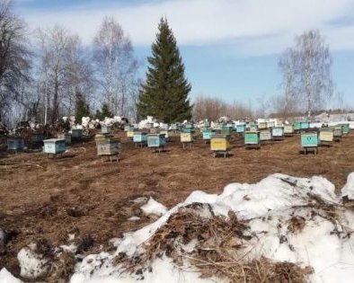 Личный опыт: как я запустила производство медовой продукции в деревне